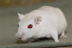 Mongoolse gerbil, Abrikoos creme